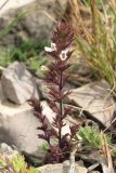 Euphrasia taurica