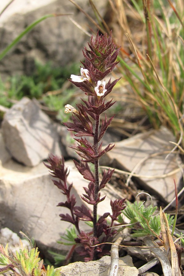 Изображение особи Euphrasia taurica.