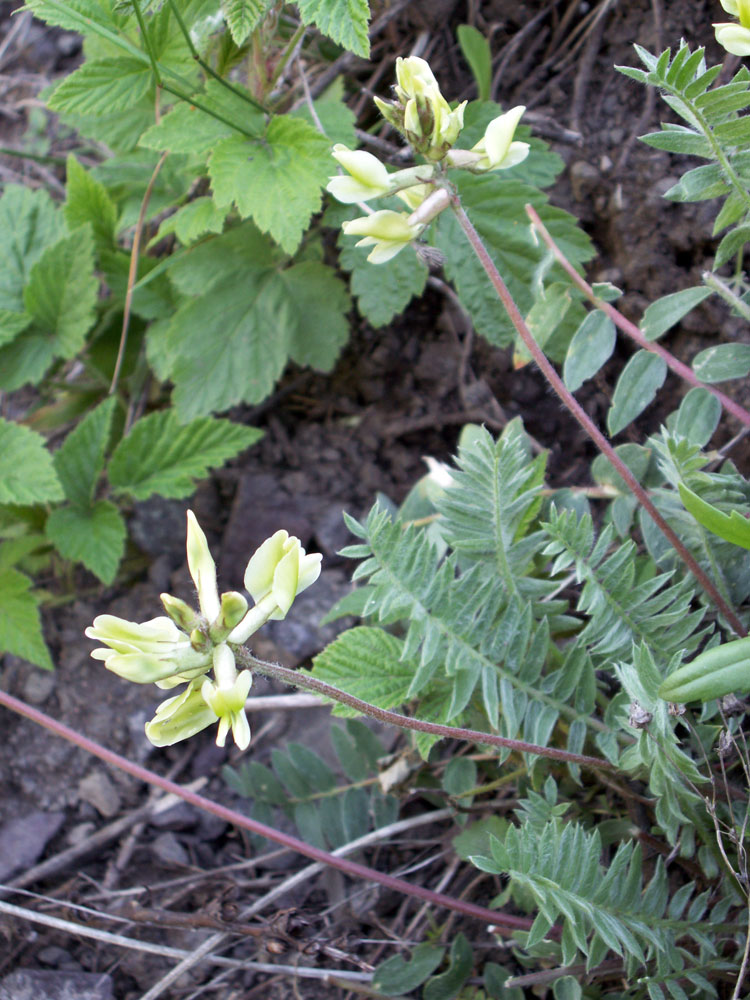 Image of Oxytropis macrocarpa specimen.