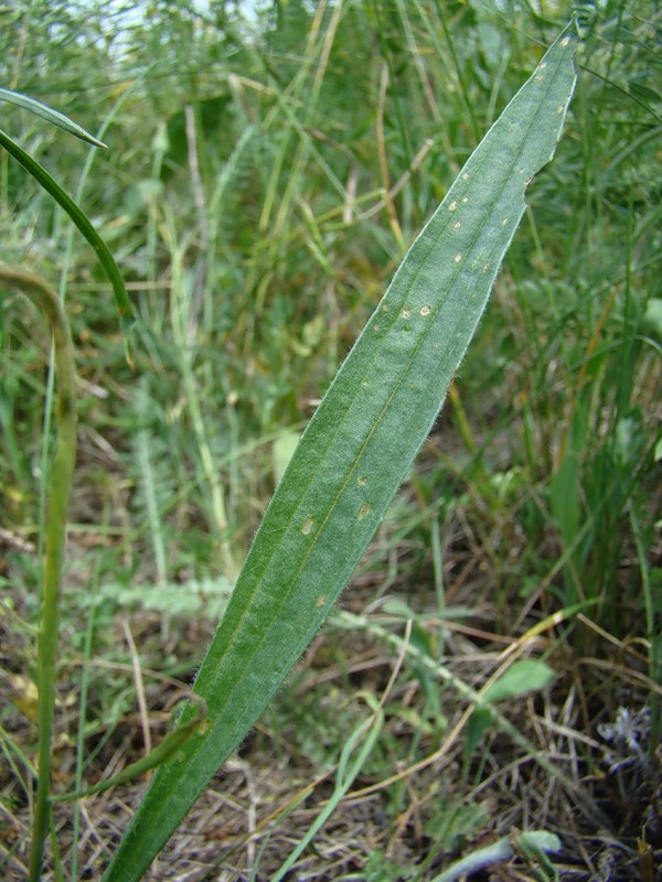 Image of Plantago lanceolata specimen.
