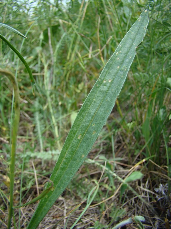 Изображение особи Plantago lanceolata.