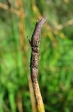 Image of taxon representative. Author is Геннадий Окатов