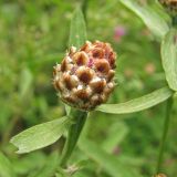 Centaurea jacea