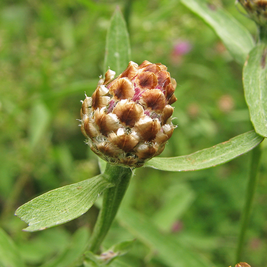 Изображение особи Centaurea jacea.