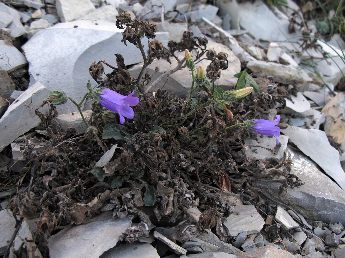 Изображение особи Campanula komarovii.
