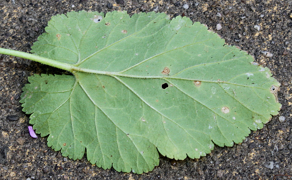 Image of Erodium manescavi specimen.