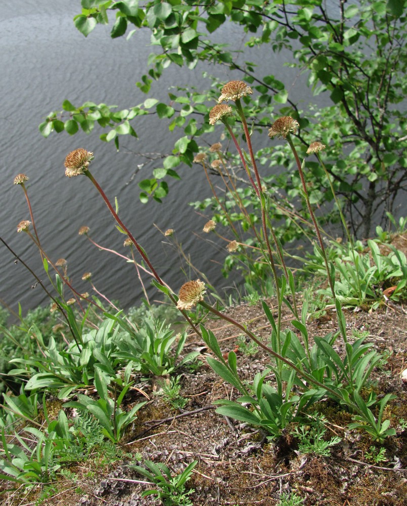 Изображение особи Aster alpinus.