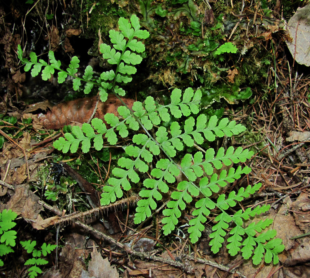 Image of Diplazium sibiricum specimen.