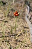 Carex physodes. Плодоносящее растение. Южный Казахстан, восточная граница пустыни Кызылкум. 04.05.2013.