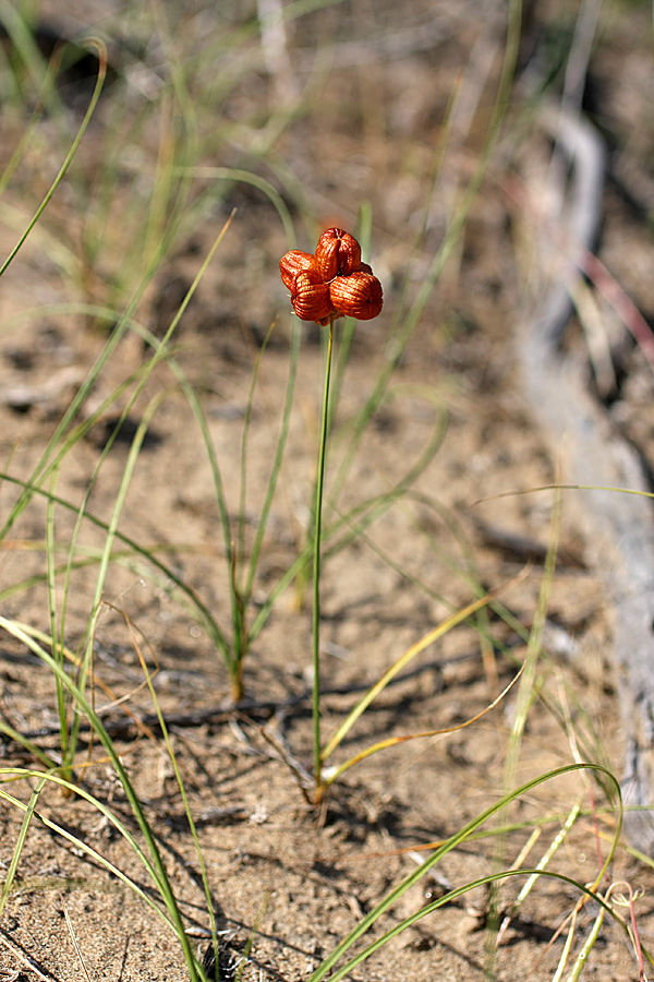 Изображение особи Carex physodes.