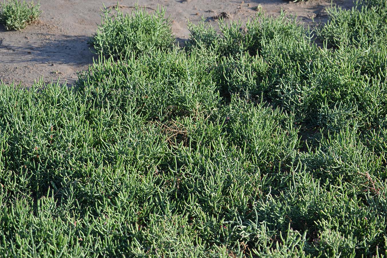 Изображение особи Salicornia perennans.