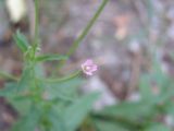 Epilobium tetragonum