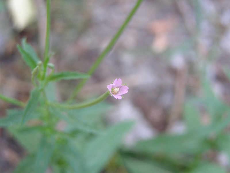 Image of Epilobium tetragonum specimen.