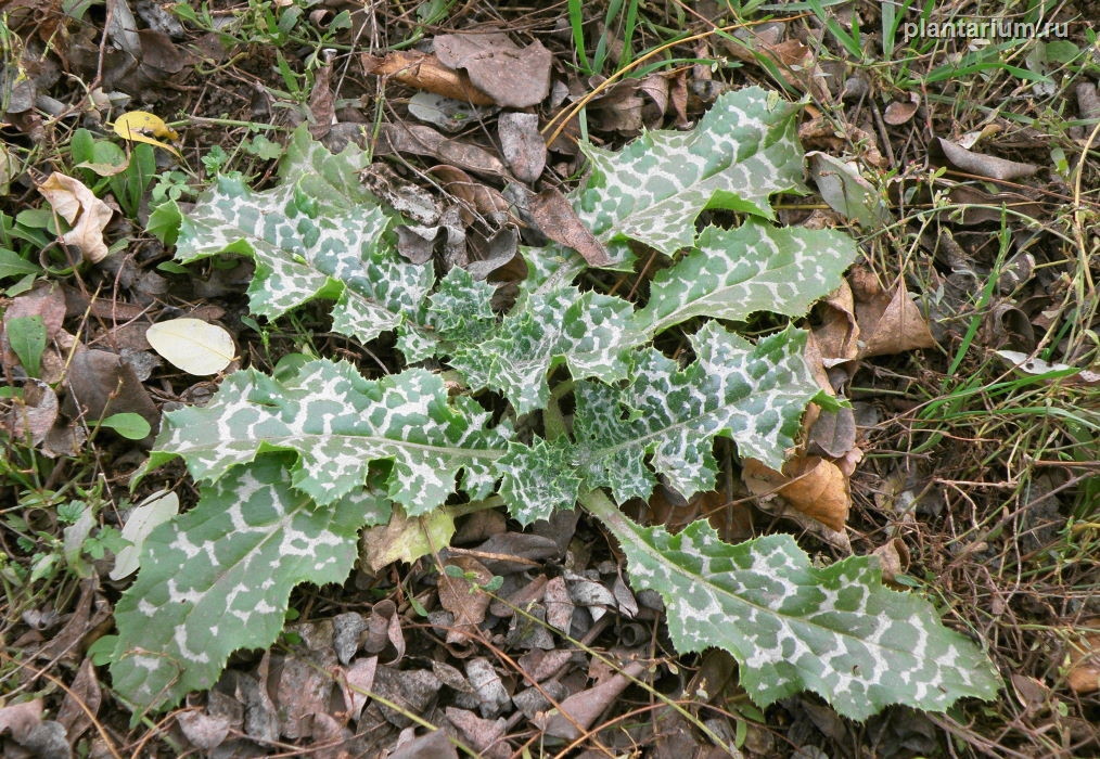 Изображение особи Silybum marianum.