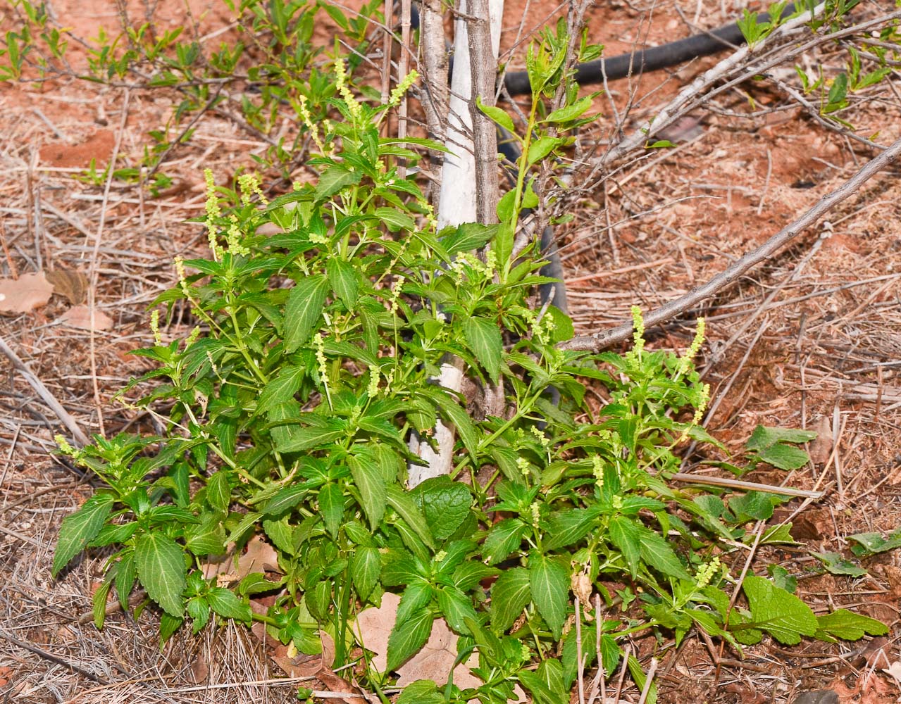 Изображение особи Mercurialis annua.