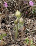 Pulsatilla orientali-sibirica. Зацветающее растение. Иркутская обл., пригород Иркутска, лес в р-не залива Иркутского вдхр. 07.05.2009.