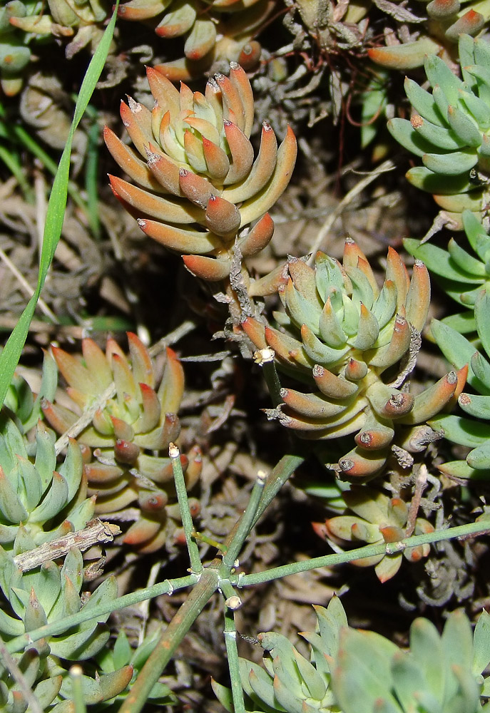 Image of Sedum sediforme specimen.