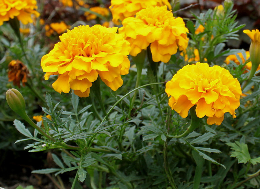 Image of Tagetes patula specimen.
