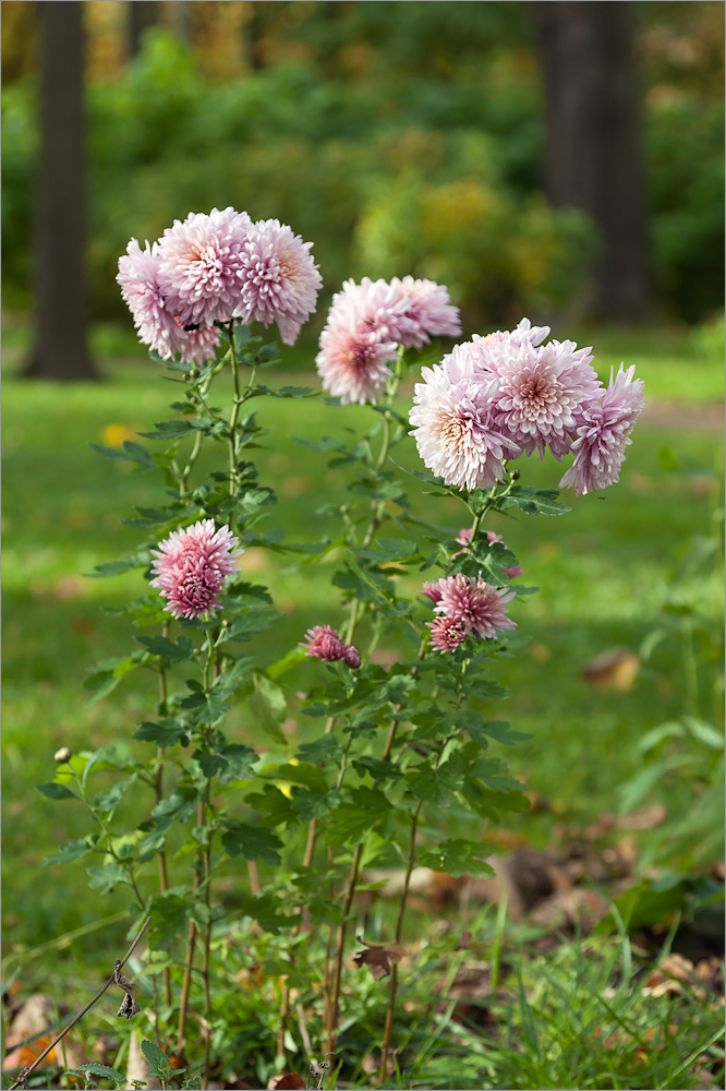 Изображение особи Chrysanthemum indicum.