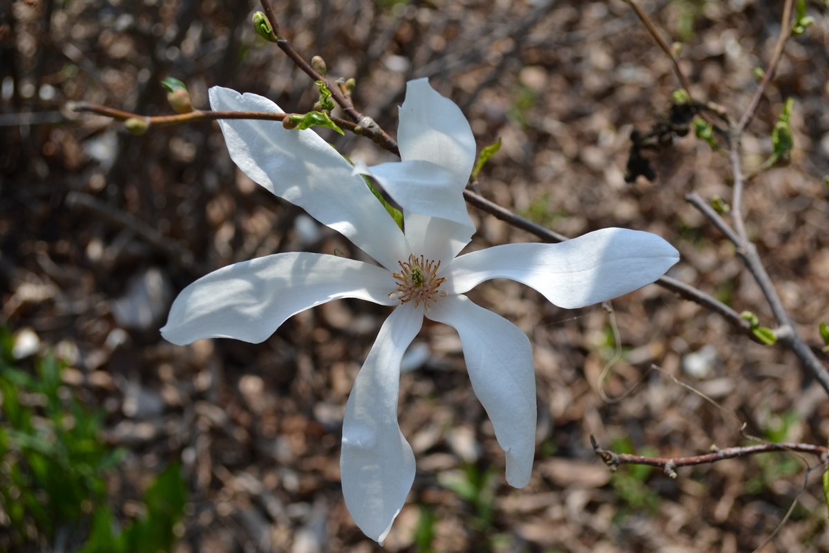 Image of Magnolia kobus specimen.