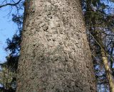 Picea abies. Средняя часть ствола взрослого дерева. Германия, г. Bad Lippspringe, Kurwald. 31.01.2014.