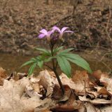 Cardamine quinquefolia