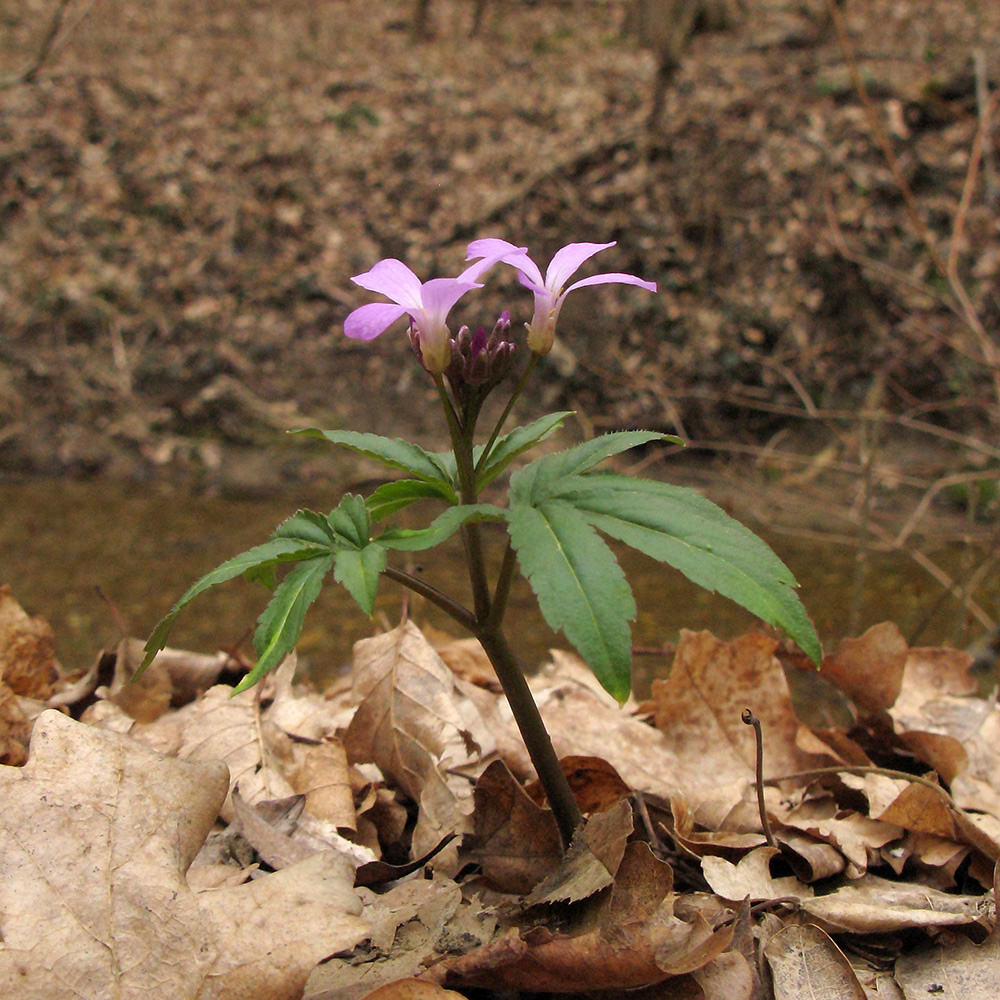 Изображение особи Cardamine quinquefolia.