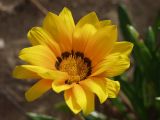 Gazania