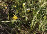 Tulipa biebersteiniana. Цветущее растение. Украина, г. Запорожье, северо-западная часть о-ва Хортица, скалистый берег. 05.04.2014.