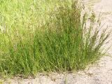 Juncus compressus