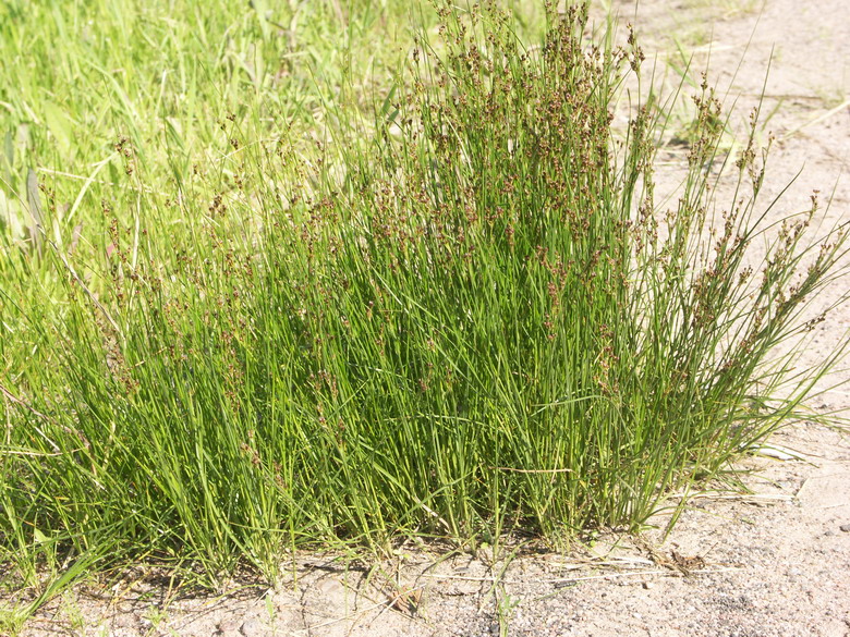 Image of Juncus compressus specimen.
