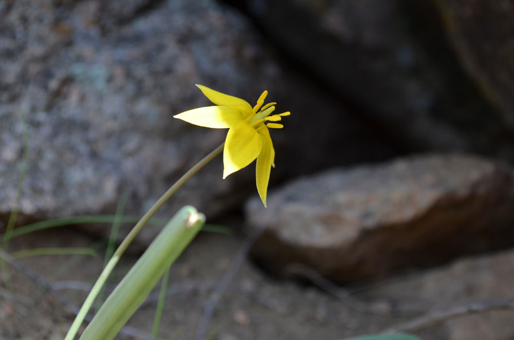 Изображение особи Tulipa dasystemon.