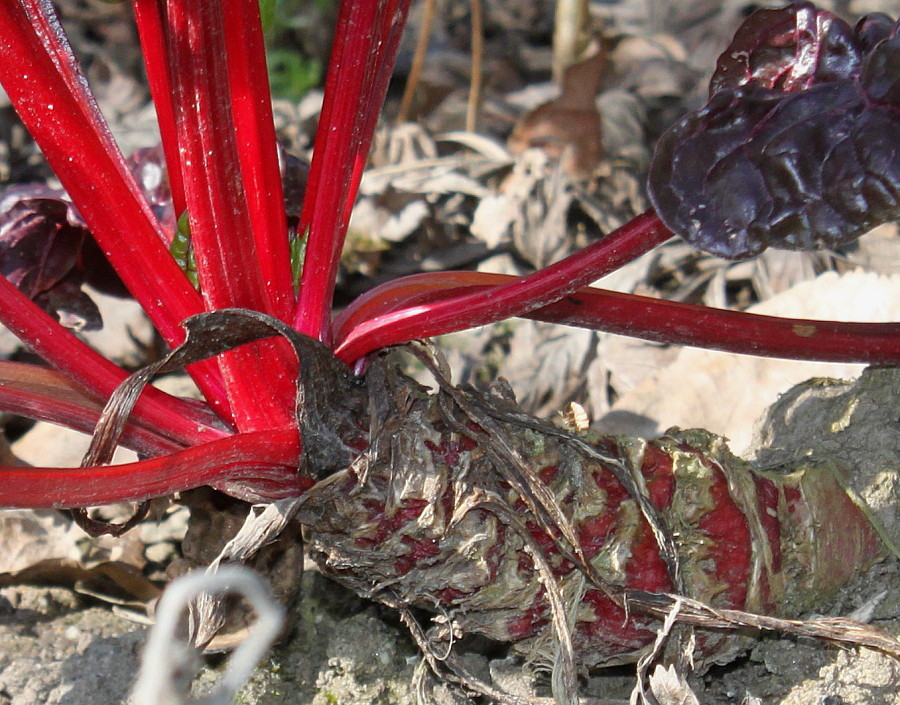 Image of Beta vulgaris ssp. cicla specimen.