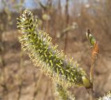 Salix gmelinii. Женское соцветие. Московская обл., Лотошинский р-н, окр. дер. Савостино. 18.04.2014.