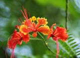 Caesalpinia pulcherrima. Соцветие. Таиланд, провинция Краби, курорт Ао Нанг. 09.12.2013.