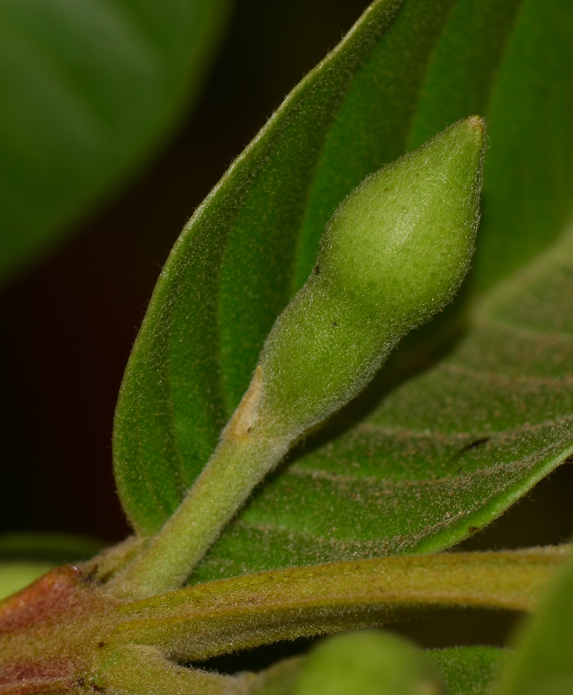 Image of Psidium guajava specimen.