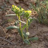 Arnebia decumbens. Цветущее растение. Казахстан, Мангистауская обл., западный чинк плато Устюрт 16,5 км NO пос. Бейнеу. 04.05.2014.