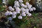 Iberis simplex. Цветущее растение. Крым, Байдарская долина, гора Лысая. 2 мая 2014 г.