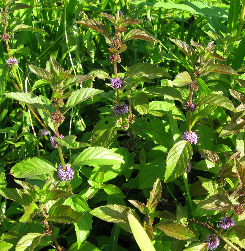 Image of Mentha arvensis specimen.