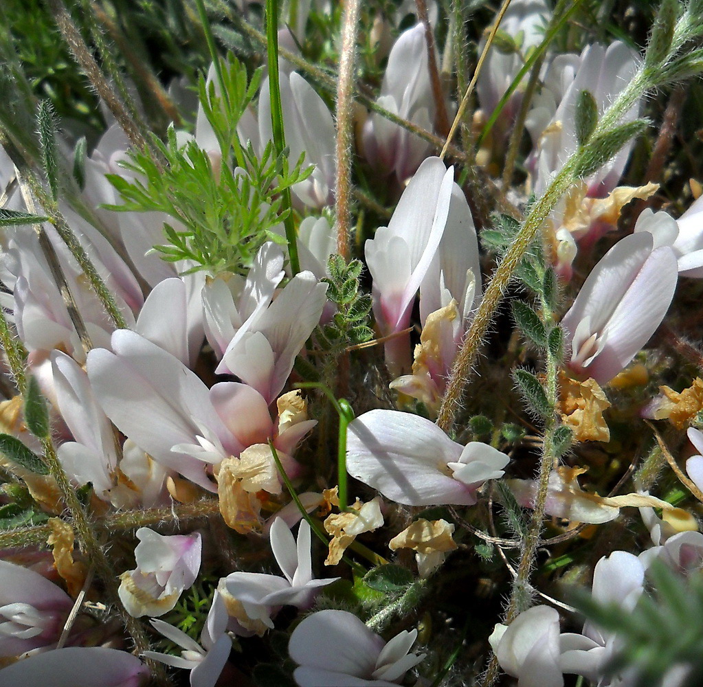 Image of Astragalus dolichophyllus specimen.
