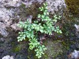 Asplenium ruta-muraria