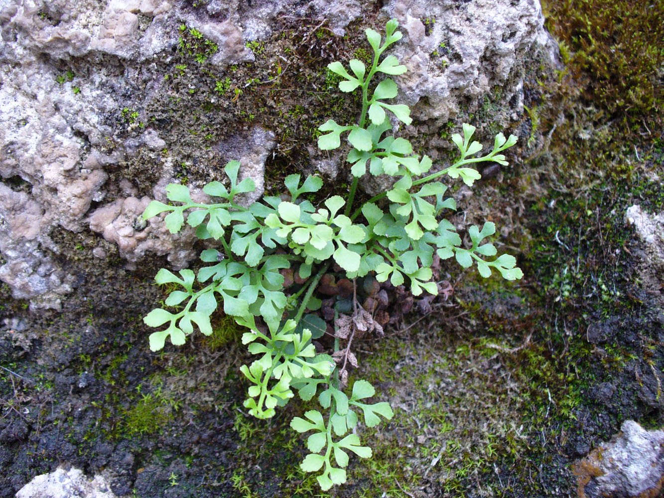 Изображение особи Asplenium ruta-muraria.