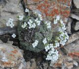 Draba ossetica