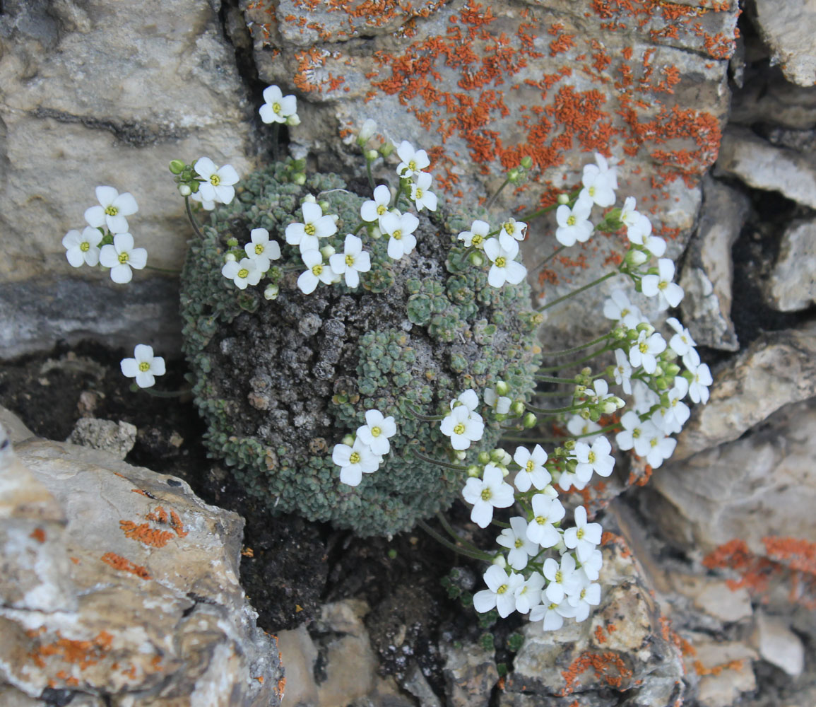 Изображение особи Draba ossetica.