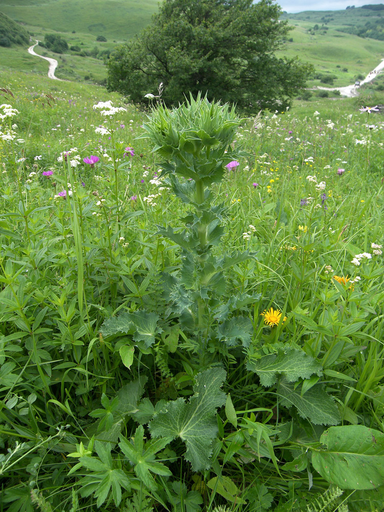 Изображение особи Eryngium giganteum.
