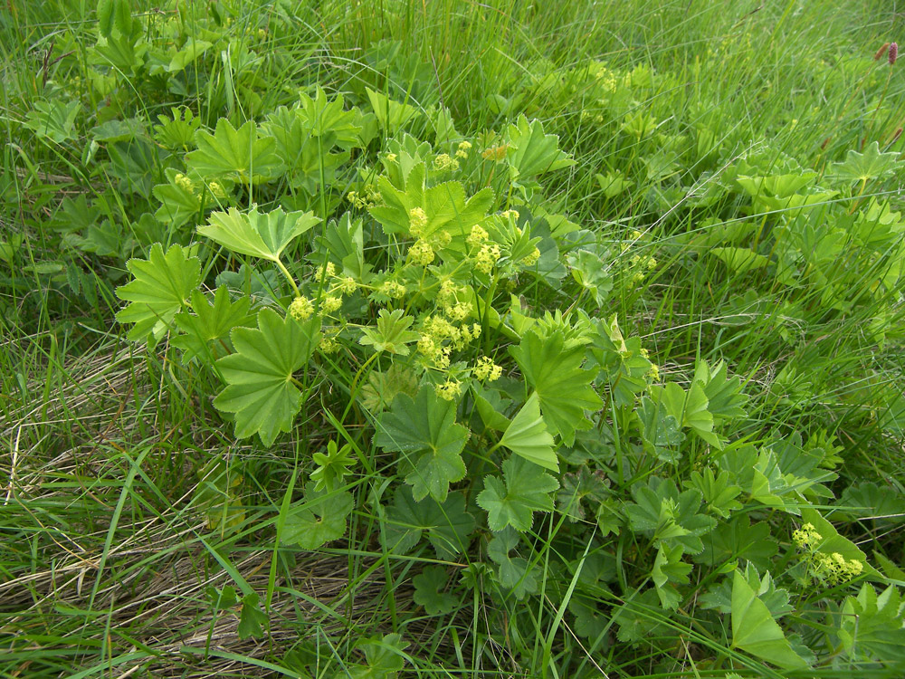 Image of Alchemilla microdonta specimen.