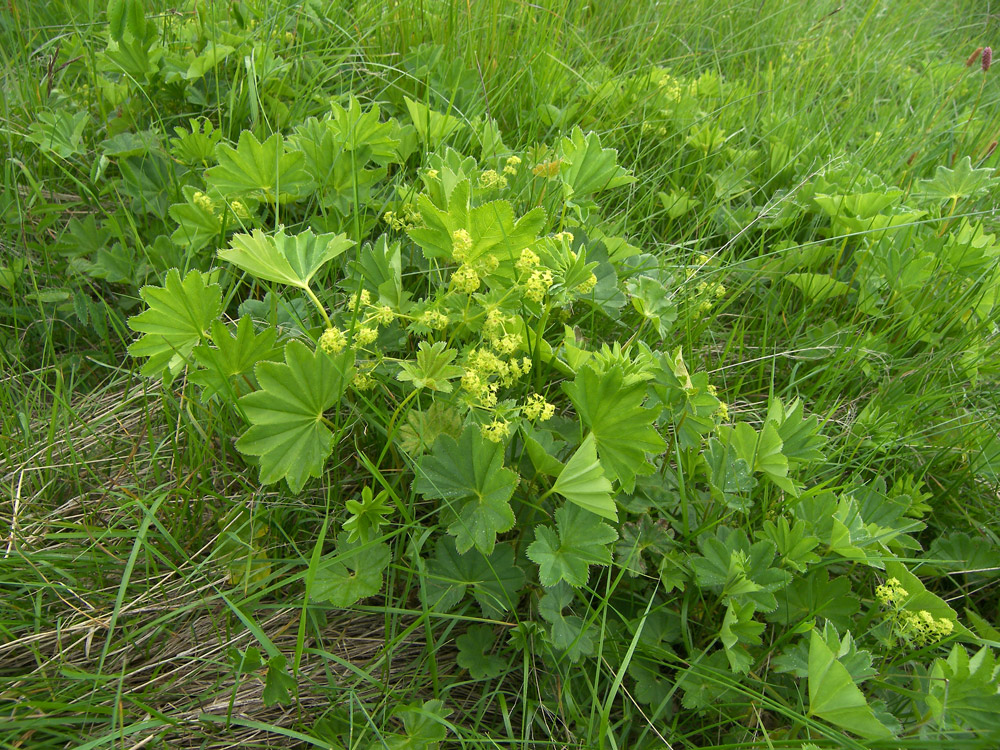 Изображение особи Alchemilla microdonta.