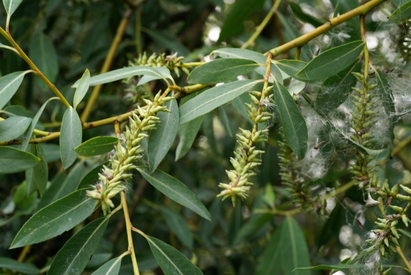 Image of Chosenia arbutifolia specimen.