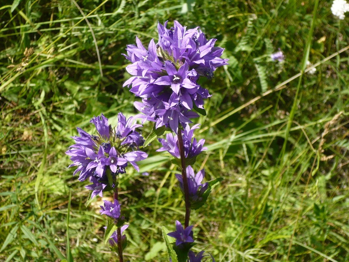 Изображение особи Campanula glomerata.