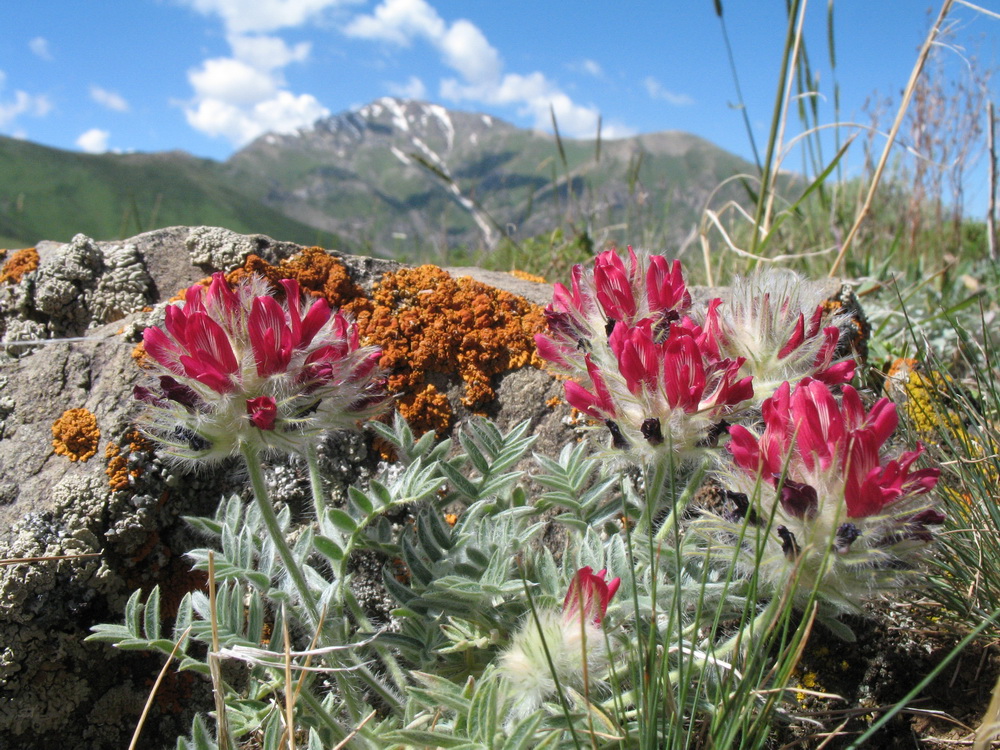 Image of Oxytropis trichocalycina specimen.